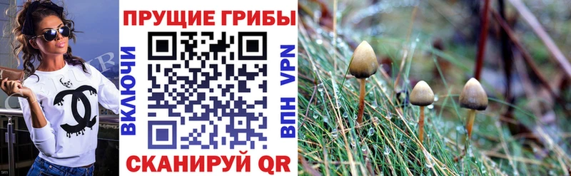 Купить  Анапа  Галлюциногенные грибы Psilocybe 